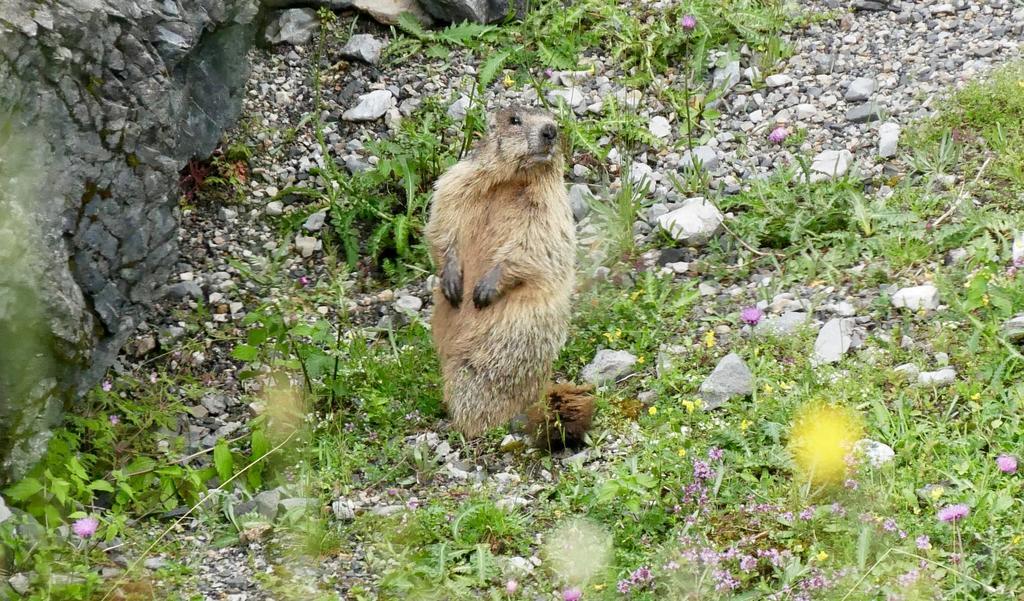 Apartament Landhaus Rieding Mühlbach am Hochkönig Zewnętrze zdjęcie